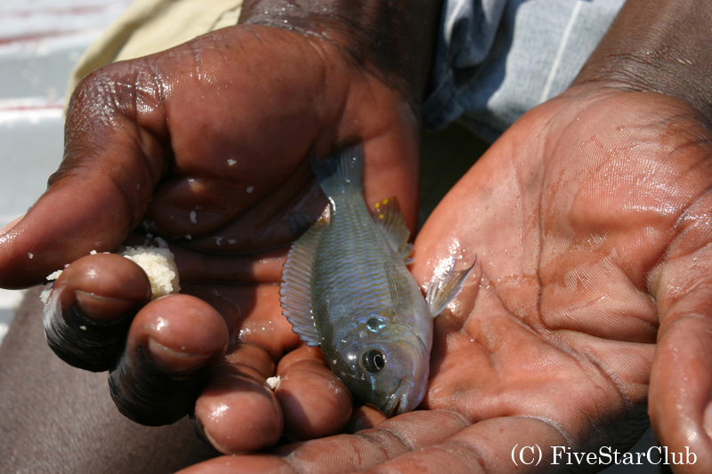 マラウィ湖は水が透明で魚が多い