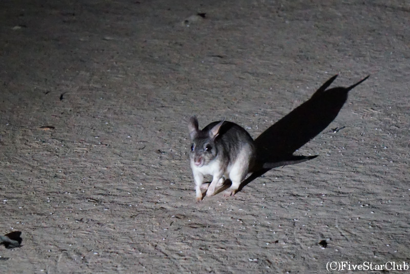 深夜にキリンディロッジに現れたGiant Jumping Rat