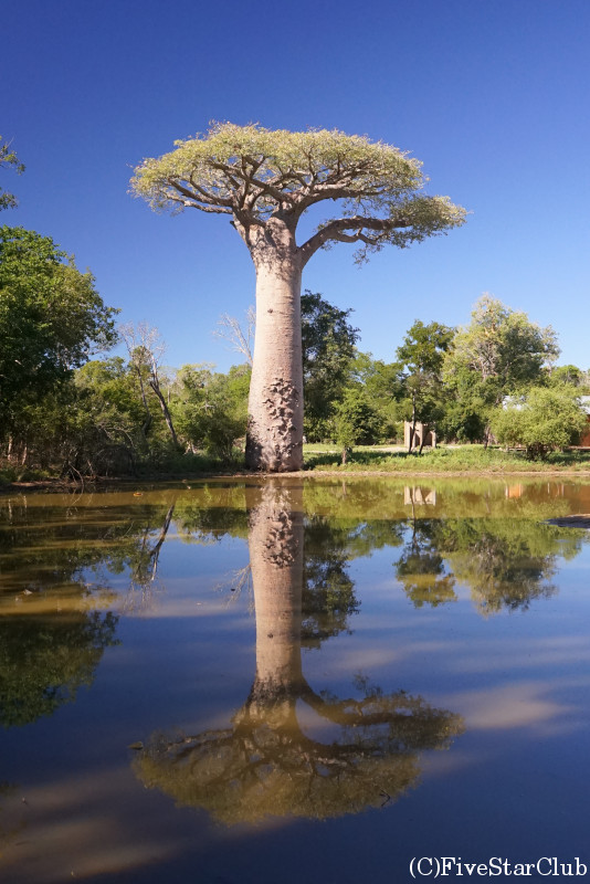 キリンディー 森林保護区近く　樹齢1000年を超えるというバオバブ