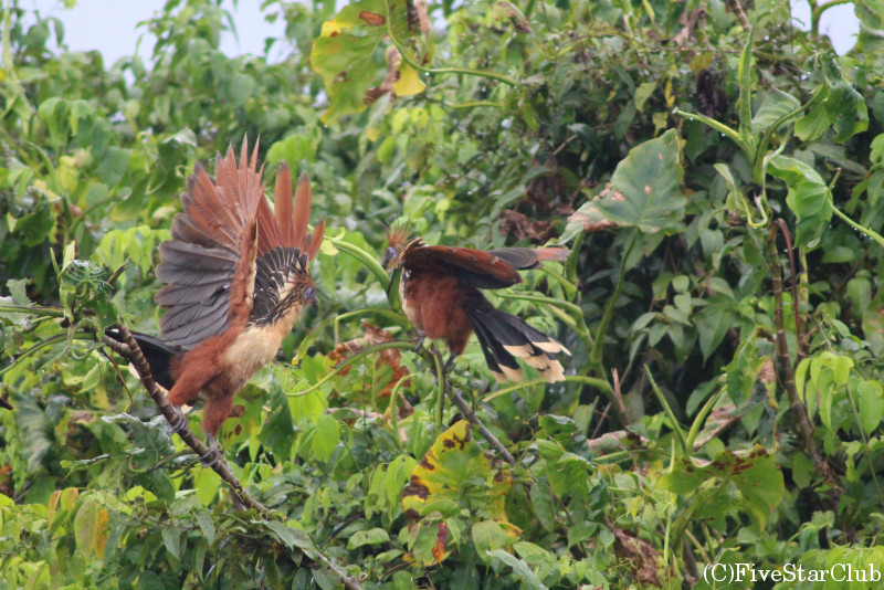 デマラ川野鳥観察クルーズツアー　国鳥ツバメケイなどが見れる