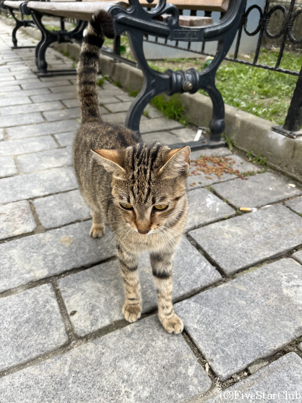 イスタンブール市内の猫