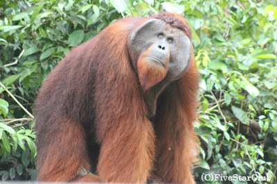 オラウータンに会いに スマトラ島秘境5日間の旅 インドネシア手付かずの自然が残る島 世界自然遺産グヌンレウセル国立公園 エコロッジにも宿泊 海外旅行 海外ツアーの専門店ファイブスタークラブ Five Star Club